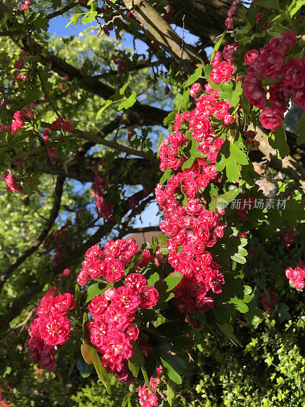 重瓣的粉红色/红色山楂花生长在树在英国乡村篱笆/篱笆在春天，红色开花山楂树在篱笆五月花，树枝，细枝，新鲜的春天的叶子向上看，山楂“多莉”，英国，英国